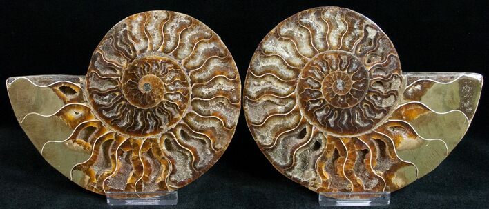 Polished Ammonite Pair With Crystal Pockets #11790